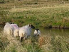 ovce u vody